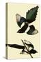 Black-Billed Magpie-John James Audubon-Stretched Canvas