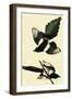 Black-Billed Magpie-John James Audubon-Framed Giclee Print