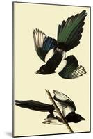 Black-Billed Magpie-John James Audubon-Mounted Giclee Print