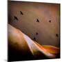 Black Birds Flying-Trigger Image-Mounted Photographic Print