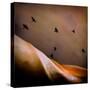 Black Birds Flying-Trigger Image-Stretched Canvas