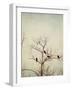 Black Birds in a Tree-Jillian Melnyk-Framed Photographic Print