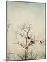 Black Birds in a Tree-Jillian Melnyk-Mounted Photographic Print