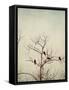 Black Birds in a Tree-Jillian Melnyk-Framed Stretched Canvas