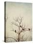 Black Birds in a Tree-Jillian Melnyk-Stretched Canvas