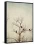 Black Birds in a Tree-Jillian Melnyk-Framed Stretched Canvas