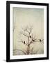 Black Birds in a Tree-Jillian Melnyk-Framed Photographic Print