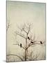 Black Birds in a Tree-Jillian Melnyk-Mounted Photographic Print