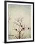 Black Birds in a Tree-Jillian Melnyk-Framed Photographic Print