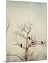 Black Birds in a Tree-Jillian Melnyk-Mounted Photographic Print