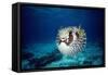 Black-Blotched Porcupine Fish Puffed Up-null-Framed Stretched Canvas
