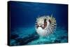 Black-Blotched Porcupine Fish Puffed Up-null-Stretched Canvas