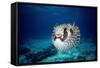 Black-Blotched Porcupine Fish Puffed Up-null-Framed Stretched Canvas