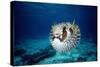 Black-Blotched Porcupine Fish Puffed Up-null-Stretched Canvas