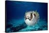 Black-Blotched Porcupine Fish Puffed Up-null-Stretched Canvas