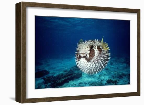 Black-Blotched Porcupine Fish Puffed Up-null-Framed Photographic Print