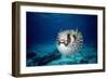 Black-Blotched Porcupine Fish Puffed Up-null-Framed Photographic Print