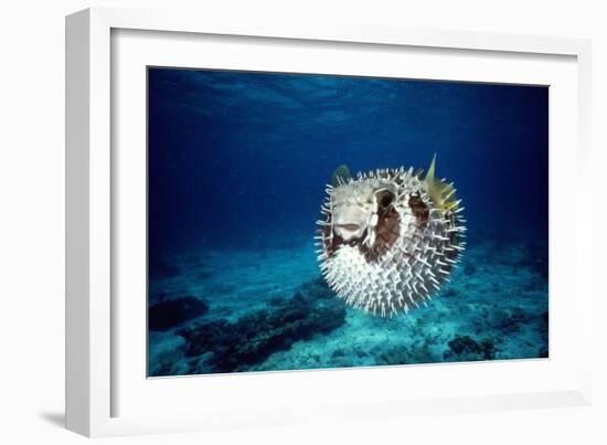 Black-Blotched Porcupine Fish Puffed Up-null-Framed Photographic Print