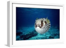 Black-Blotched Porcupine Fish Puffed Up-null-Framed Photographic Print