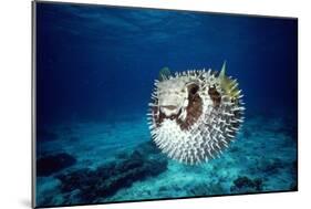 Black-Blotched Porcupine Fish Puffed Up-null-Mounted Photographic Print