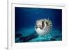 Black-Blotched Porcupine Fish Puffed Up-null-Framed Photographic Print