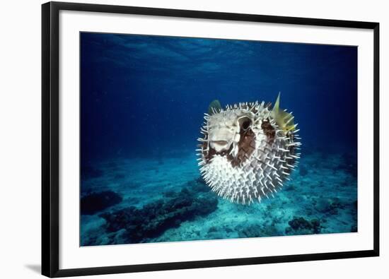 Black-Blotched Porcupine Fish Puffed Up-null-Framed Photographic Print