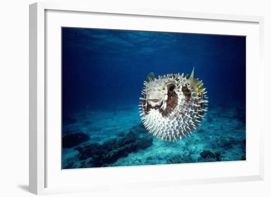 Black-Blotched Porcupine Fish Puffed Up-null-Framed Photographic Print