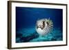 Black-Blotched Porcupine Fish Puffed Up-null-Framed Photographic Print