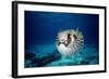 Black-Blotched Porcupine Fish Puffed Up-null-Framed Photographic Print