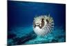 Black-Blotched Porcupine Fish Puffed Up-null-Mounted Photographic Print