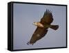 Black-Breasted Snake Eagle (Black-Chested Snake Eagle) (Circaetus Pectoralis) in Flight-James Hager-Framed Stretched Canvas