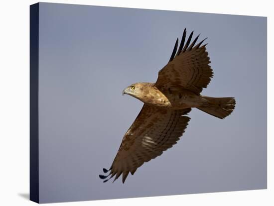 Black-Breasted Snake Eagle (Black-Chested Snake Eagle) (Circaetus Pectoralis) in Flight-James Hager-Stretched Canvas