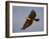 Black-Breasted Snake Eagle (Black-Chested Snake Eagle) (Circaetus Pectoralis) in Flight-James Hager-Framed Photographic Print