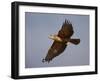 Black-Breasted Snake Eagle (Black-Chested Snake Eagle) (Circaetus Pectoralis) in Flight-James Hager-Framed Photographic Print