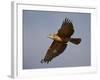 Black-Breasted Snake Eagle (Black-Chested Snake Eagle) (Circaetus Pectoralis) in Flight-James Hager-Framed Photographic Print