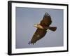 Black-Breasted Snake Eagle (Black-Chested Snake Eagle) (Circaetus Pectoralis) in Flight-James Hager-Framed Photographic Print