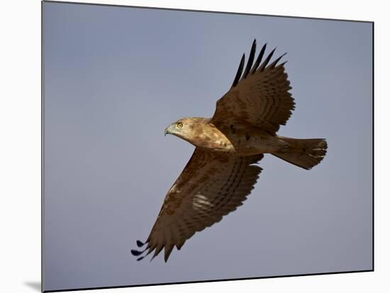 Black-Breasted Snake Eagle (Black-Chested Snake Eagle) (Circaetus Pectoralis) in Flight-James Hager-Mounted Photographic Print