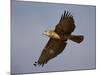 Black-Breasted Snake Eagle (Black-Chested Snake Eagle) (Circaetus Pectoralis) in Flight-James Hager-Mounted Photographic Print