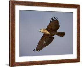 Black-Breasted Snake Eagle (Black-Chested Snake Eagle) (Circaetus Pectoralis) in Flight-James Hager-Framed Photographic Print