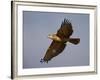 Black-Breasted Snake Eagle (Black-Chested Snake Eagle) (Circaetus Pectoralis) in Flight-James Hager-Framed Photographic Print
