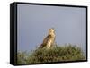 Black-Breasted Snake Eagle (Black-Chested Snake Eagle) (Circaetus Pectoralis)-James Hager-Framed Stretched Canvas