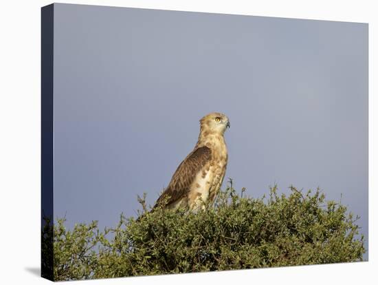 Black-Breasted Snake Eagle (Black-Chested Snake Eagle) (Circaetus Pectoralis)-James Hager-Stretched Canvas