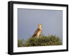 Black-Breasted Snake Eagle (Black-Chested Snake Eagle) (Circaetus Pectoralis)-James Hager-Framed Photographic Print