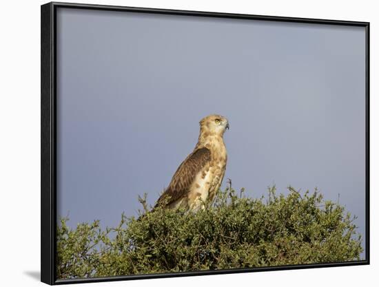 Black-Breasted Snake Eagle (Black-Chested Snake Eagle) (Circaetus Pectoralis)-James Hager-Framed Photographic Print