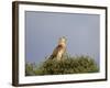 Black-Breasted Snake Eagle (Black-Chested Snake Eagle) (Circaetus Pectoralis)-James Hager-Framed Photographic Print