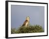 Black-Breasted Snake Eagle (Black-Chested Snake Eagle) (Circaetus Pectoralis)-James Hager-Framed Photographic Print