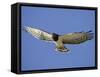 Black-Breasted Snake Eagle, Kgalagadi Transfrontier Park, South Africa-James Hager-Framed Stretched Canvas