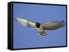 Black-Breasted Snake Eagle, Kgalagadi Transfrontier Park, South Africa-James Hager-Framed Stretched Canvas