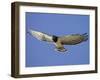 Black-Breasted Snake Eagle, Kgalagadi Transfrontier Park, South Africa-James Hager-Framed Photographic Print