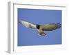 Black-Breasted Snake Eagle, Kgalagadi Transfrontier Park, South Africa-James Hager-Framed Photographic Print